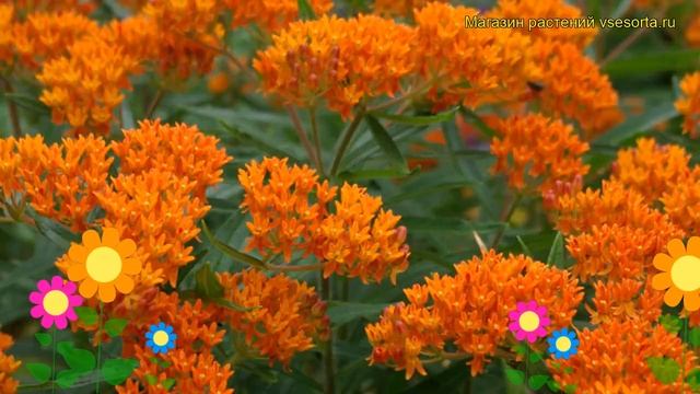 Ваточник клубненосный. Краткий обзор, описание характеристик, где купить asclepias tuberosa смотреть онлайн