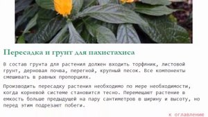 Пахистахис цветок уход в домашних условиях пересадка размножение