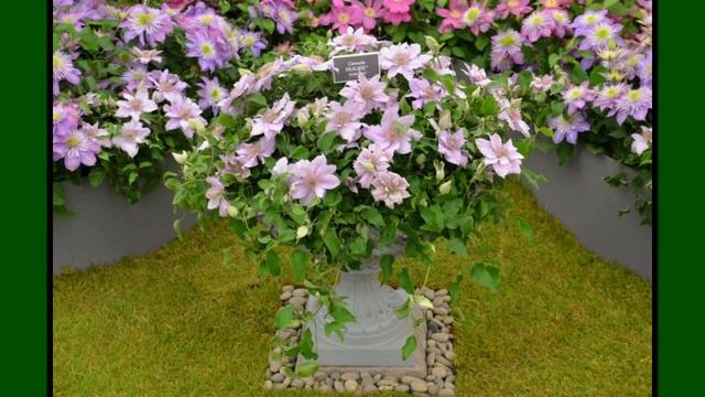 КАРЛИКОВЫЕ клематисы для контейнеров на весну 2021 г. Новинки-ХОТЕЛКИ для сада. смотреть онлайн