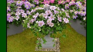 КАРЛИКОВЫЕ клематисы  для контейнеров на весну  2021 г. Новинки-ХОТЕЛКИ  для сада.