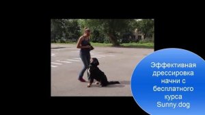 10 топ ошибок в воспитании щенка