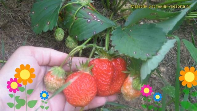 Земляника садовая Юния-Смайдс. Краткий обзор, описание характеристик fragaria ananassa Iuniia-Smaid смотреть онлайн