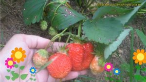 Земляника садовая Юния-Смайдс. Краткий обзор, описание характеристик fragaria ananassa Iuniia-Smaid