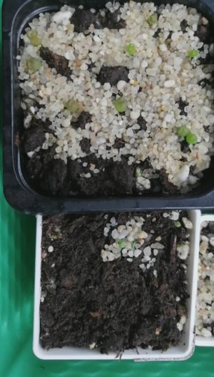 Кактусы и суккуленты из семян