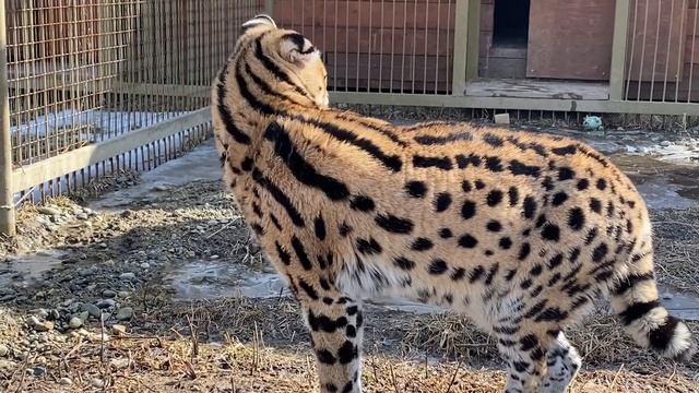 Новый житель нашего парка. Кто такие СЕРВАЛЫ ? Парк Белый Лев Владивосток смотреть онлайн