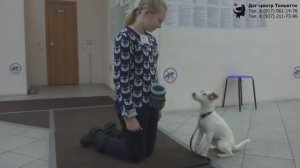 Соня, Стас, Ольга и парсон рассел терьер Бетти. Занятие по дрессировке: обучение собаки трюку Назад.