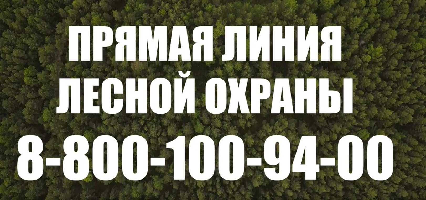 Прямая линия лесной охраны 8-800-100-94-00