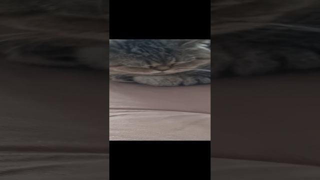 Лизуня спит на диване. А я смотрю сказку
