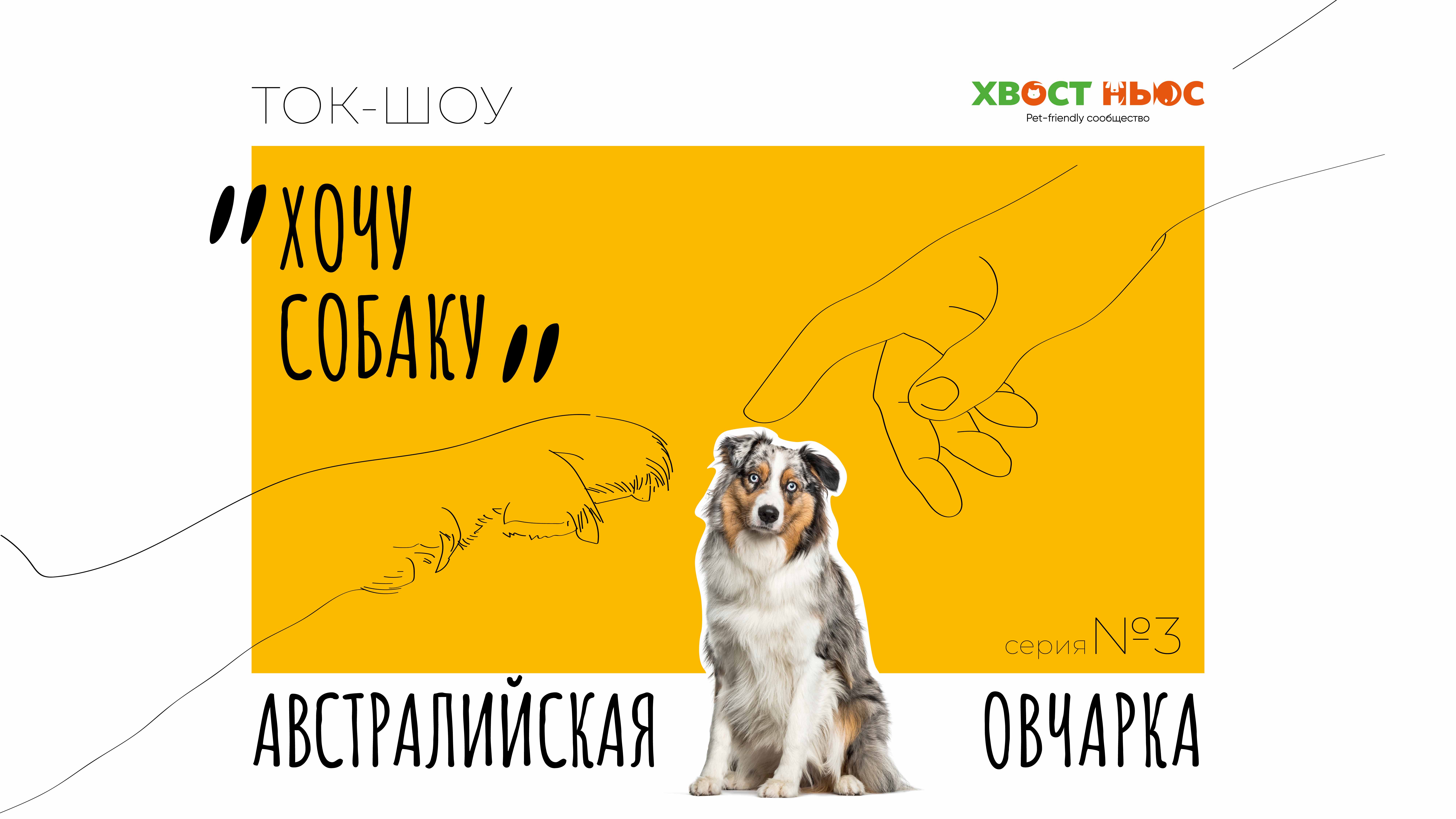 Ток-шоу «Хочу собаку» – Аусси. Что нужно знать, прежде чем завести австралийскую овчарку?