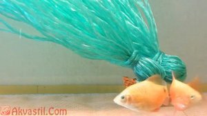 Огненный Барбус Золотая форма.  Аквариумные рыбки. Аквариумистика.