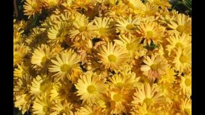 Хризантема мультифлора. Ранние сорта, цветущие в августе. Обзор.