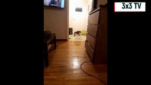 ТИК-ТОК подборка с животными