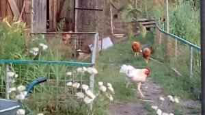 Петух первый раз кукарекает