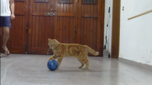 футбол с котом смотреть онлайн