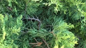 Можжевельники в горшках.Посадка можжевельника.Мои новые можжевельники «Голдкиссен»и «Айсблю»