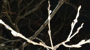 Верба на праздник Введения 4 декабря 2023 г.