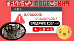 Правила поведения при встрече с бродячими собаками