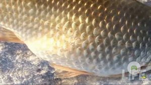 Где искать карася зимой