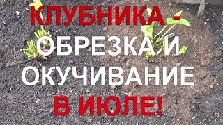 24 Клубника_ обрезка и окучивание - выращиваем по самой передовой технологии!
