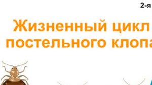 Как вывести клопов и чем