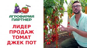 ЛИДЕР ПРОДАЖ – ТОМАТ ДЖЕК ПОТ F1