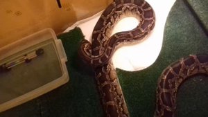 Тигровый питон,стадия скидывание шкуры