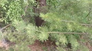 Проверка ловушек. Снимаем третий рой.Пчеловодство.