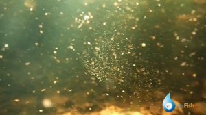Дафния в небольшом лесном водоеме