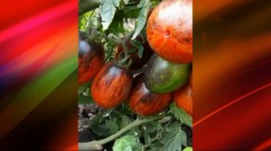 Лучшие коллекционные сорта Томтов и Перца для посадки в 2024г