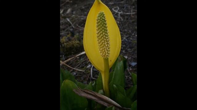 ЛИЗИХИТОН  (LYSICHITON)  сем. Ароидные