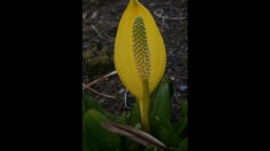 ЛИЗИХИТОН  (LYSICHITON)  сем. Ароидные