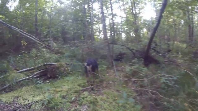 Заброшенный хутор в лесу // новые поиски моста часть 1 // хутор Загайки смотреть онлайн