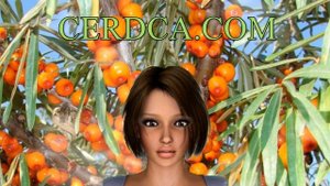 Лечебные свойства облепихи, облепиховое масло