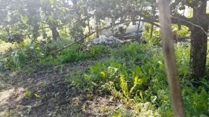 раннее укрытие винограда весной