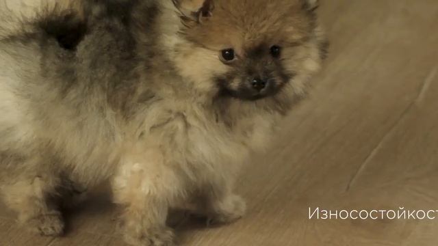 Alpine Floor смотреть онлайн