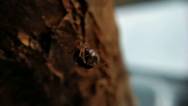 Паук Стеатода треугольная (steatoda triangulosa spider) смотреть онлайн