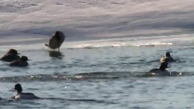 Птицы водоемов -Зимние учеты | Film Studio Aves смотреть онлайн