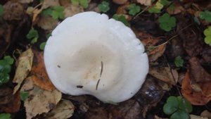 Украшение леса - Рядовка белая. Пахнет мерзко.