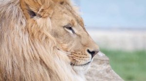 ? Wildlife (4K UHD) 24/7  - Relaxing Music With Beautiful Nature & Animals Videos(4K Video Ultra HD