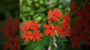 Удивительная природа Алтайского края