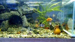Мой аквариум (Aquarium) 100 литров