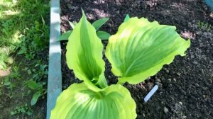 Хоста One Last Dance весной