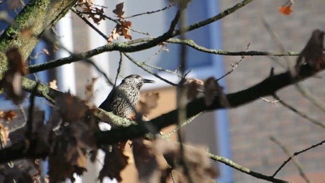 Notenkraker / Spotted nutcracker / Tannenhäher (Nucifraga caryocatactes) смотреть онлайн