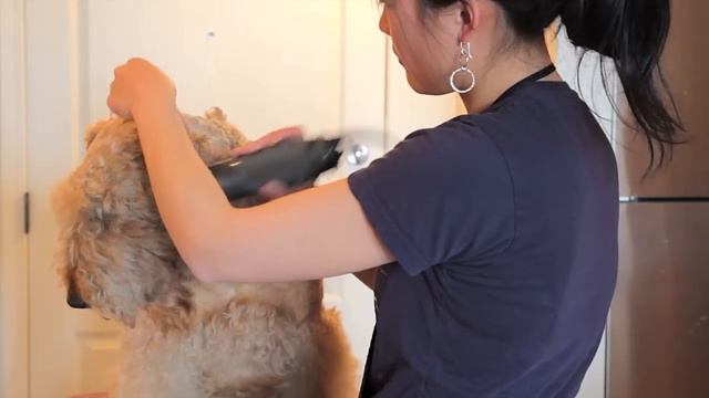 Airedale Grooming - Clipping 26 - Rough Clip of the Head