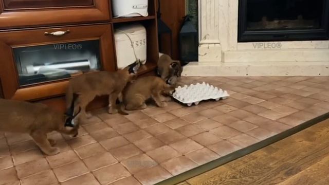 Отличная игрушка для каракал. смотреть онлайн