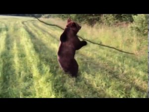 Little bear playing in the field with a long stick