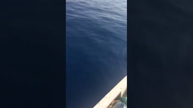 Акула. Средиземное море. Рыбалка на акул. Shark. Fishing.