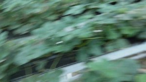 клубника на торфе, отличия и особенности вегетации