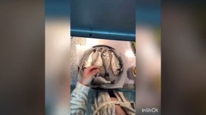 Дорадо в духовке готовим дома.РЕСТОРАННЫЙ РЕЦЕПТ.?