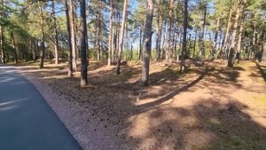 Парки и пляж Соснового бора Ленинградская область